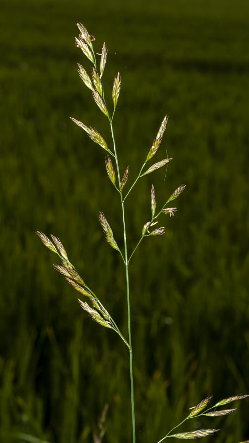 Poaceae